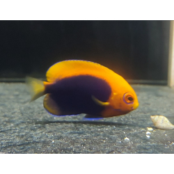 Centropyge acanthops