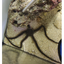 Ophiocoma spp