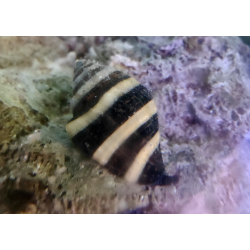 Bumble Bee Snail