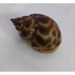 Babylonia lutosa