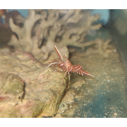 Rhynchocinetes durbanensis – Krewetka tańcząca