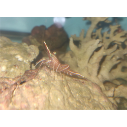 Rhynchocinetes durbanensis – Krewetka tańcząca