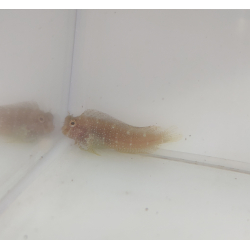 Salarias ramosus
