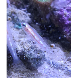Coryphopterus personatus