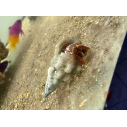 Calcinus Tibicen