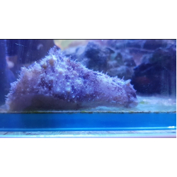 Dolabella auricularia