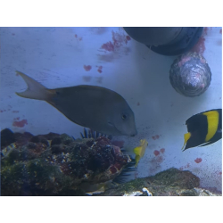 Acanthurus nigrofuscus