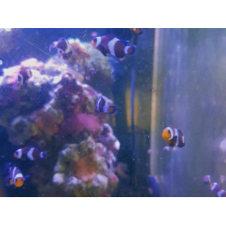 Amphiprion ocellaris black