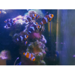 Amphiprion ocellaris black