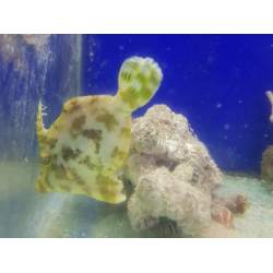 Acreichthys tomentosus