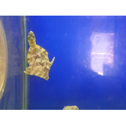 Acreichthys tomentosus
