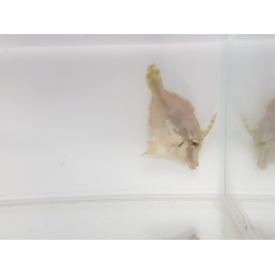Acreichthys tomentosus