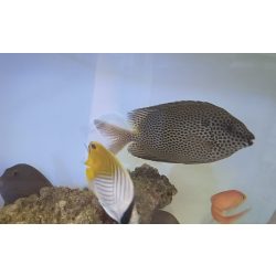 Siganus stellatus