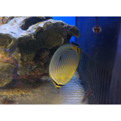 Chaetodon trifasciatus