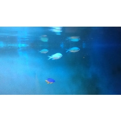 Chromis viridis