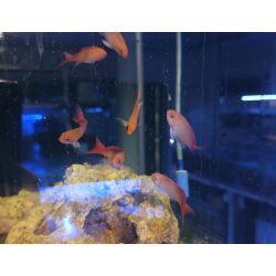 Pseudanthias cooperi