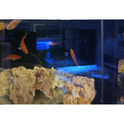 Pseudanthias cooperi