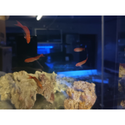 Pseudanthias cooperi