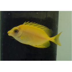 Siganus corallinus