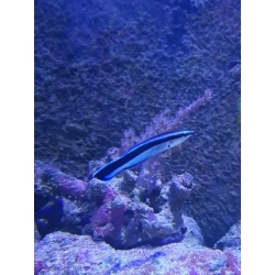 Labroides dimidiatus