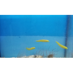 Halichoeres chrysus