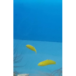 Halichoeres chrysus