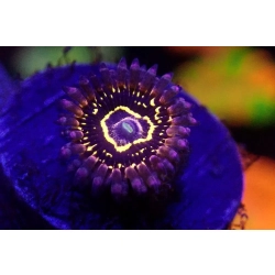 Zoanthus stratosphere