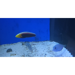 Halichoeres iridis