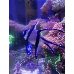 Pterapogon kauderni