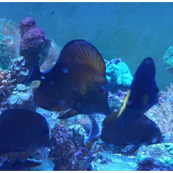 Zebrasoma Scopas Koi
