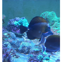 Zebrasoma Scopas Koi