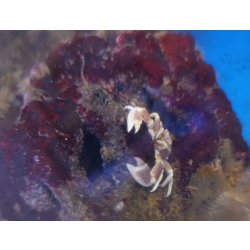 Neopetrolisthes maculatus