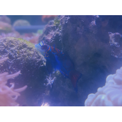 Synchiropus splendidus