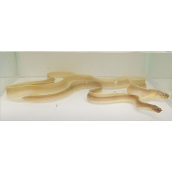 Pseudechidna brummeri