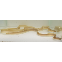 Pseudechidna brummeri