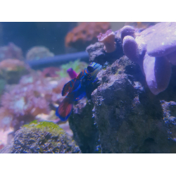 Synchiropus splendidus