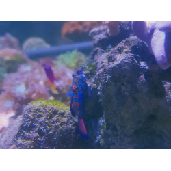 Synchiropus splendidus