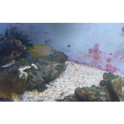 Ctenochaetus marginatus  s/m