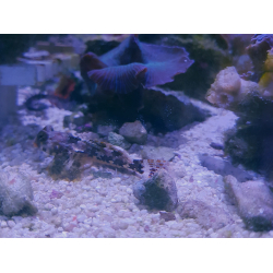 Synchiropus ocellatus