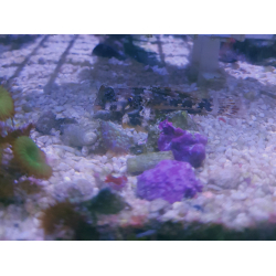 Synchiropus ocellatus