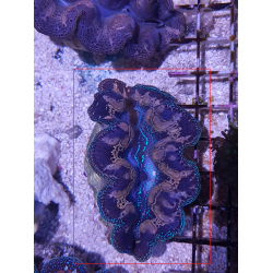 Tridacna maxima