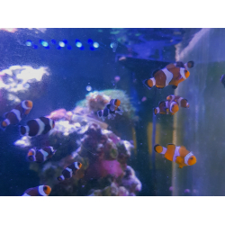 Amphiprion ocellaris