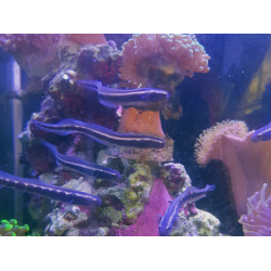 Pholidichthys leucotaenia S M