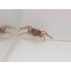 Lybia tesselata Krab pomponowy