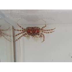 Lybia tesselata Krab pomponowy
