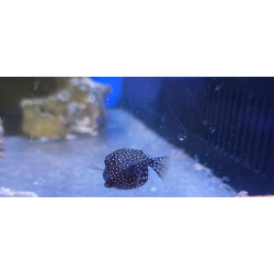 Ostracion melangris