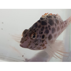 Cirrhitichthys aprinus