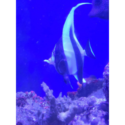Zanclus cornutus