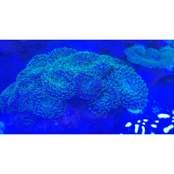 Rhodactis indosinensis FLUO green mushroom