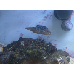 Canthigaster magaritatus